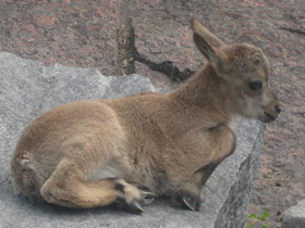 Смотреть фото Дагестанский тур Фото Дагестанский тур