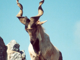 Смотреть фото Винторогий козёл Фото Винторогий козёл