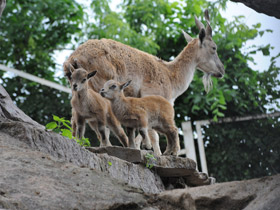 Смотреть фото Винторогий козёл Фото Винторогий козёл