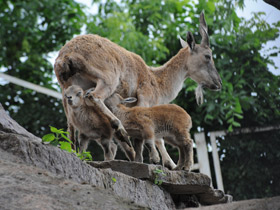 Смотреть фото Винторогий козёл Фото Винторогий козёл