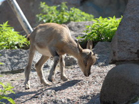 Смотреть фото Винторогий козёл Фото Винторогий козёл