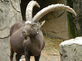 Смотреть фото Ибекс Фото Ибекс