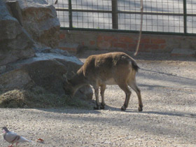Смотреть фото Пиренейский козёл Фото Пиренейский козёл