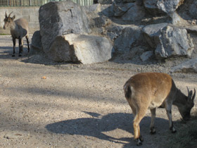 Смотреть фото Пиренейский козёл Фото Пиренейский козёл