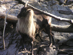 Смотреть фото Гималайский тар Фото Гималайский тар