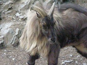 Смотреть фото Гималайский тар Фото Гималайский тар