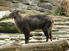 Смотреть фото Гималайский тар Фото Гималайский тар