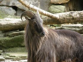 Смотреть фото Гималайский тар Фото Гималайский тар