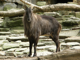 Смотреть фото Гималайский тар Фото Гималайский тар
