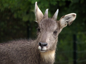 Смотреть фото Горал Фото Горал