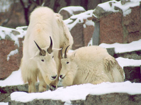 Снежная коза Снежная коза