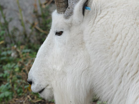 Смотреть фото Снежная коза Фото Снежная коза