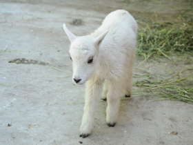 Смотреть фото Снежная коза Фото Снежная коза