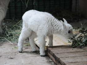 Смотреть фото Снежная коза Фото Снежная коза