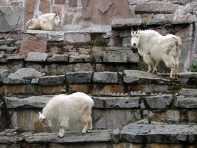 Смотреть фото Снежная коза: опасный «агнец» Фото Снежная коза: опасный «агнец»