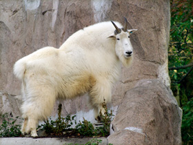 Смотреть фото Снежная коза: опасный «агнец» Фото Снежная коза: опасный «агнец»