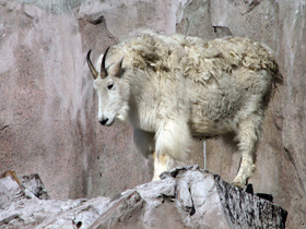 Смотреть фото Снежная коза: опасный «агнец» Фото Снежная коза: опасный «агнец»