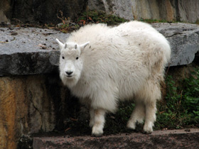 Смотреть фото Снежная коза: опасный «агнец» Фото Снежная коза: опасный «агнец»