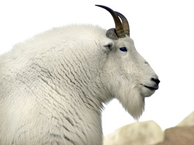 Смотреть фото Снежная коза Фото Снежная коза