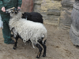 Романовская порода