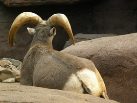 Смотреть фото Толсторог Фото Толсторог