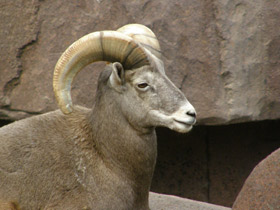 Смотреть фото Толсторог Фото Толсторог