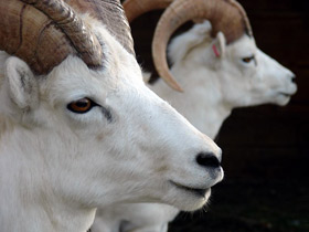 Смотреть фото Баран Далла Фото Баран Далла