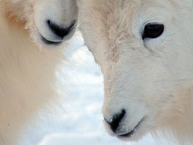Смотреть фото Баран Далла Фото Баран Далла