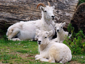 Смотреть фото Баран Далла Фото Баран Далла