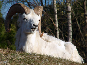 Смотреть фото Баран Далла Фото Баран Далла