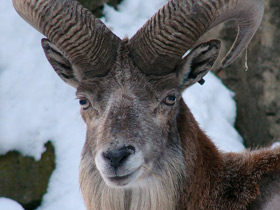Фото Таджикский баран