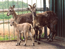 Фото Голубой  баран