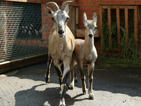 Фото Голубой  баран