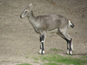 Фото Голубой  баран