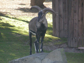Фото Голубой  баран