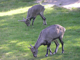 Фото Голубой  баран