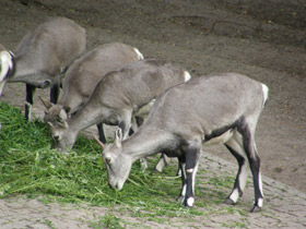 Фото Голубой  баран