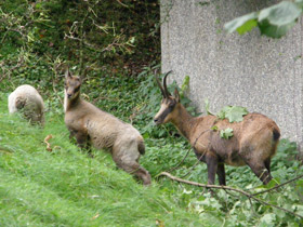 Смотреть фото Пиренейская серна Фото Пиренейская серна