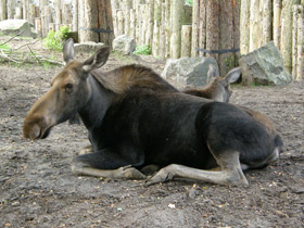 Фото Необычайный гость