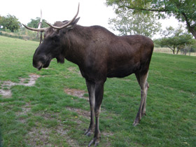 Фото Лесное братство