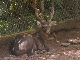 Смотреть фото Олень Куля Фото Олень Куля