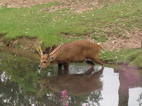 Смотреть фото Свиной олень Фото Свиной олень