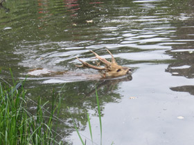 Смотреть фото Свиной олень Фото Свиной олень