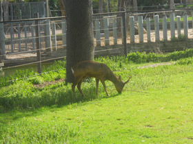 Фото Самая долгая беременность у животных