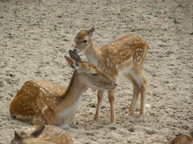 Смотреть фото Лань Фото Лань