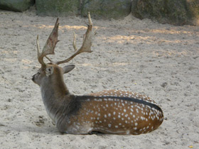 Смотреть фото Лань Фото Лань
