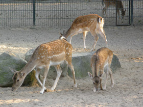 Смотреть фото Лань Фото Лань