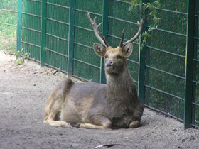 Фото Барасинга