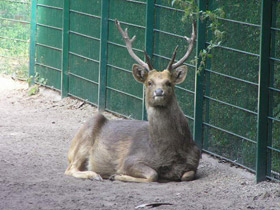 Фото Барасинга