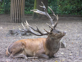 Смотреть фото Благородный олень Фото Благородный олень